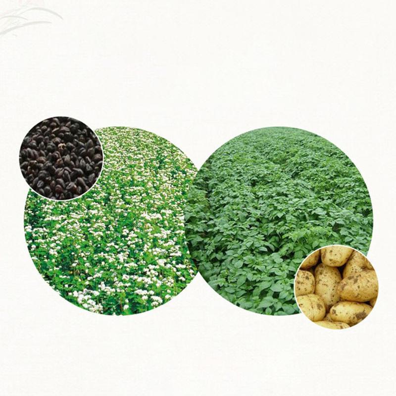 Datong Yanmen Fragrant Buckwheat Tea 120g