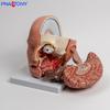 Detachable Human Brain Anatomy Model with Blood Vessels, Brainstem, Cranial Nerves, Salivary Glands, and Nasal Cavity.