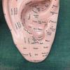 Ear Acupuncture Model Professional Reflexology Acupoint Learning Display Laboratory Supplies