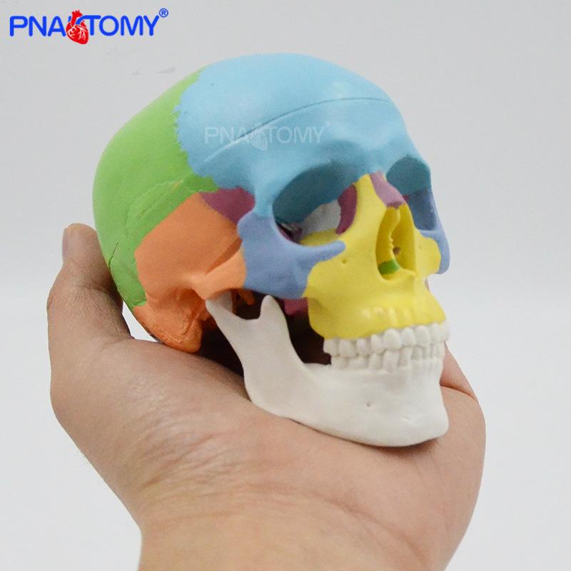 Colorful Mini Skull Model, 3-Part Detachable, Anatomical Reference for Art/Teaching, Portable Skeleton PNT-C105-1