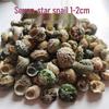 Conch Shells & Starfish for Hermit Crabs: Aquarium Decor & Drift Bottle Accessories