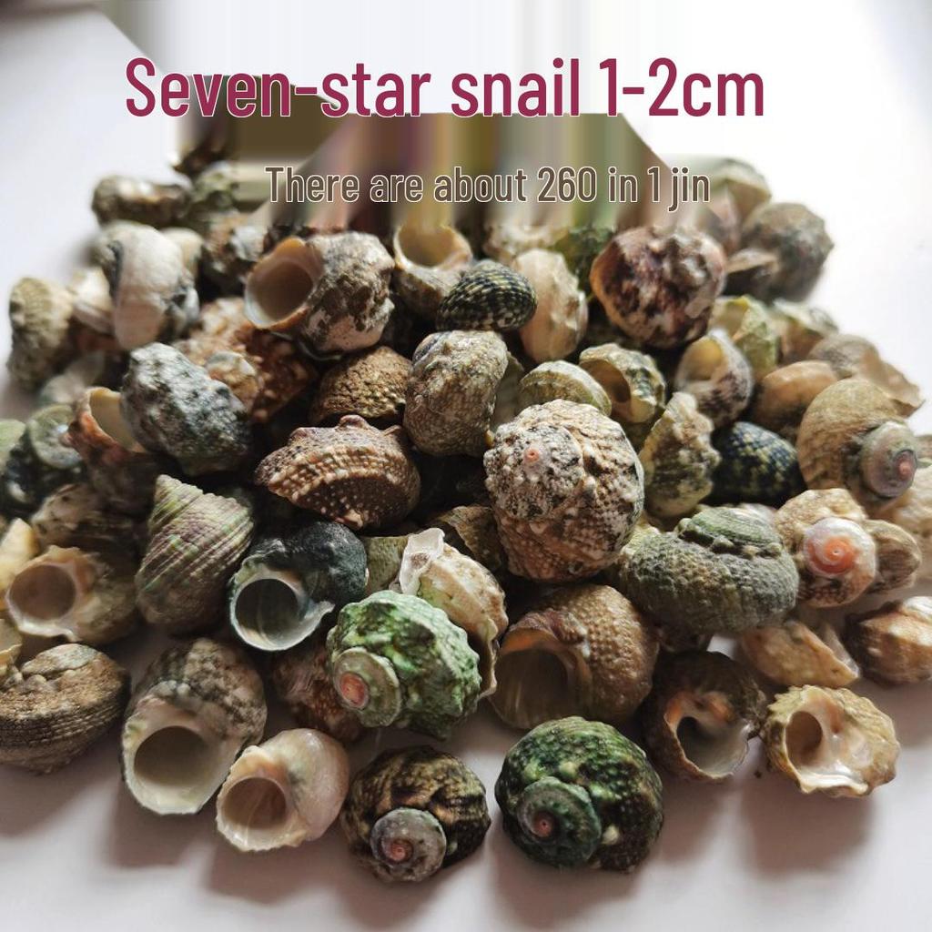 Conch Shells & Starfish for Hermit Crabs: Aquarium Decor & Drift Bottle Accessories
