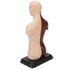 Human Body Model Detachable Simulation Unisex Human Torso Model for Teaching Study Students