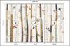 Photomural Forest Self-Adhesive Mural 208x146