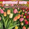 5-15 Peças Buquê de Tulipas Artificiais Flor Falsa para Natal Doce Casamento Cerimônia de Aniversário Decoração Decoração de Buquê para Casa e Jardim