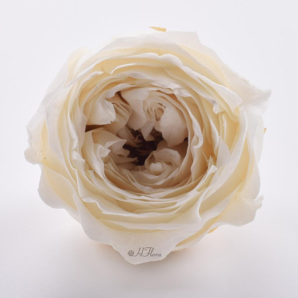HFlora 3-4cm Preserved Austin Rose Wedding Bouquet Real Touch Dried Flowers Factory Price Long Lasting 3-5 Valentine's Day Day
