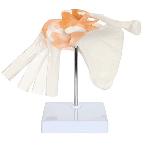 Scapula, Shoulder Joint, Clavicle Model, Human Anatomy Model, Skeleton Model, Specimen, Ligaments, Medical Education, Working, with Base