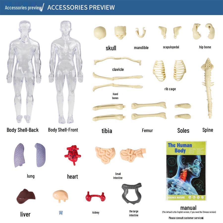 Kids' Educational Human Anatomy Model: Assembled Skeleton & Organ Teaching Aids.