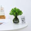 Large Transparent Glass Vase for Hydroponic Plants, Micro Landscapes, Office Decor, and Fish Tank Ornament - Moss Green.