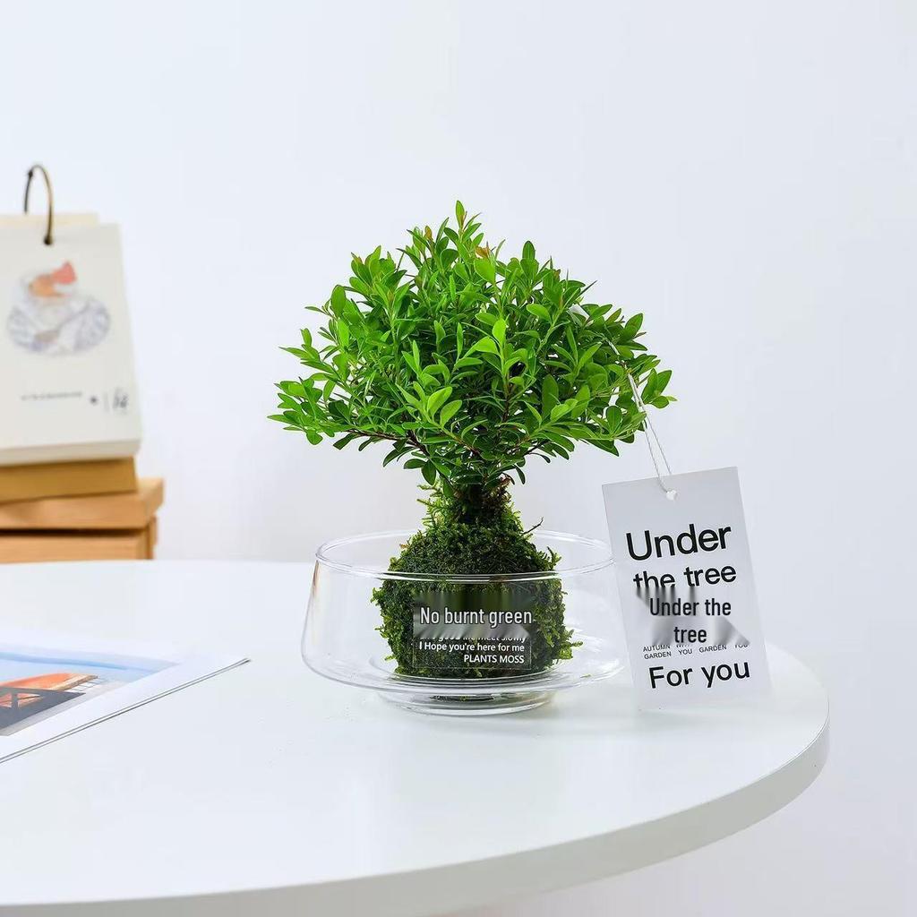 Large Transparent Glass Vase for Hydroponic Plants, Micro Landscapes, Office Decor, and Fish Tank Ornament - Moss Green.