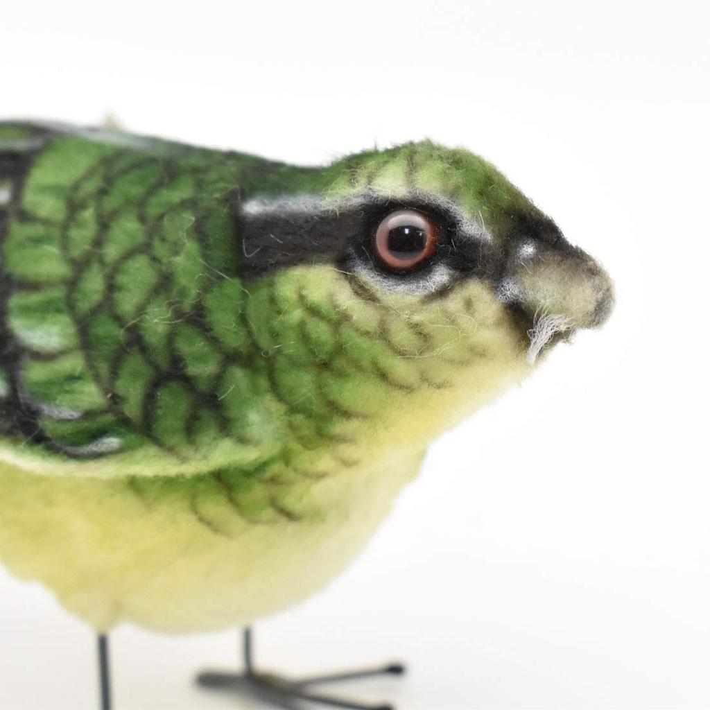 BH7476 HANSA Bush Warbler 7