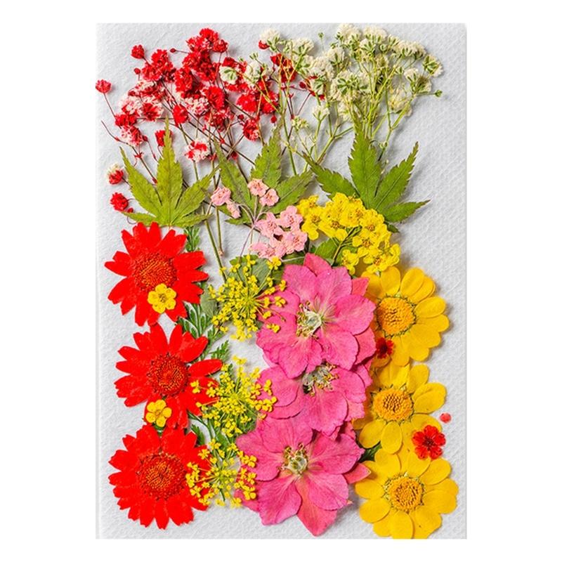 Colorful Real Dry Herbs Set Assorted Dried Flower Bundle Pressed Flower for Creative Scrapbook and Decors