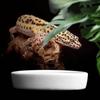Reptile Water Food Bowl Terrarium Bowls Worm Dish Ceramic Pet Bowls Anti-Escape Feeding Dish, Birds Bowl