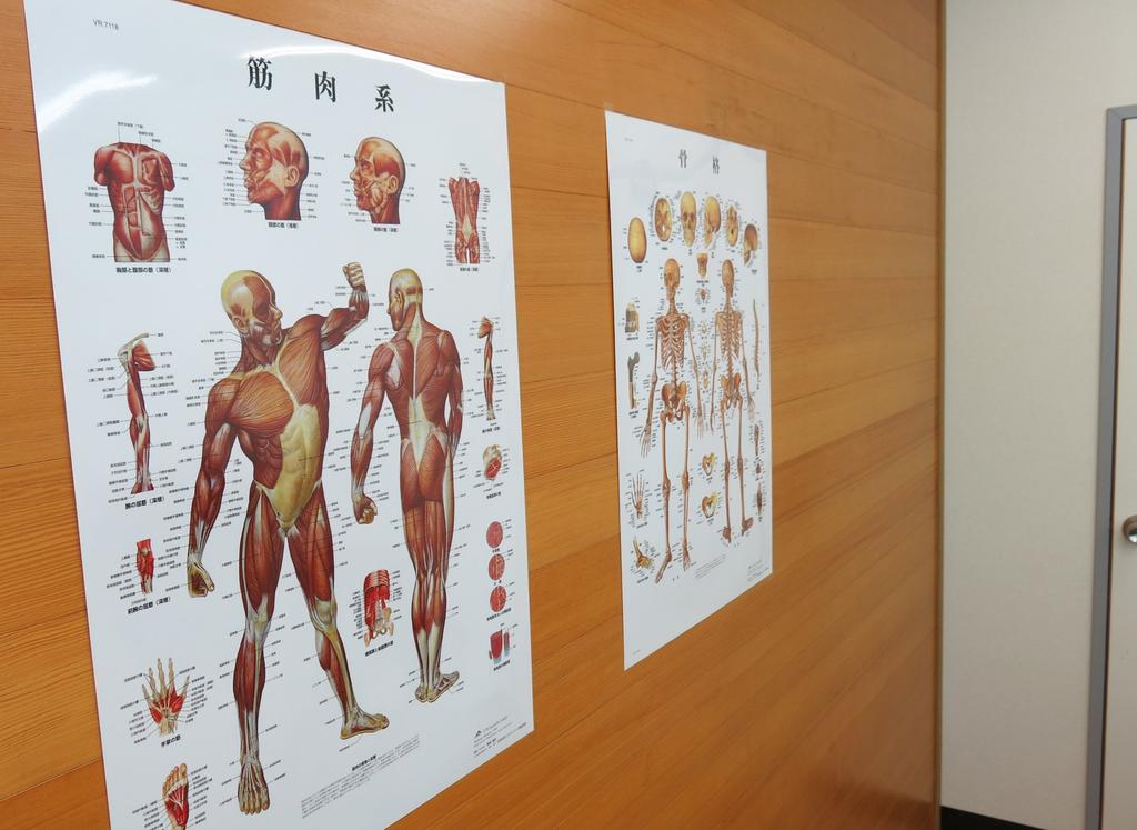 Learn the names of bones and muscles throughout the body. Human anatomy poster, skeleton and muscle set, B2 size - 3B Scientific