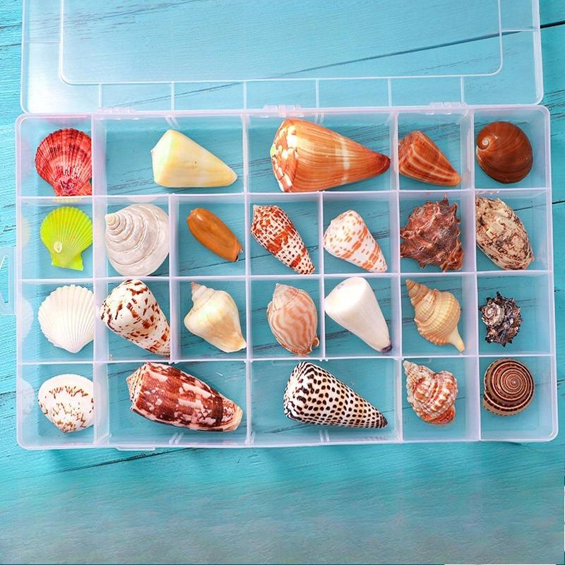 Shell Conch, Popular Science Materials, Specimens, Snail Storage Set, Gift Box, Kindergarten Marine Life Collection