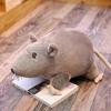 20-60cm Simulierte Maus Superweiche Plüschmaus Plüschpuppe Stoffratte Plüschtier Spielzeug für Kinder Peluche Maskottchen Geschenk Dekoration Stofftiere