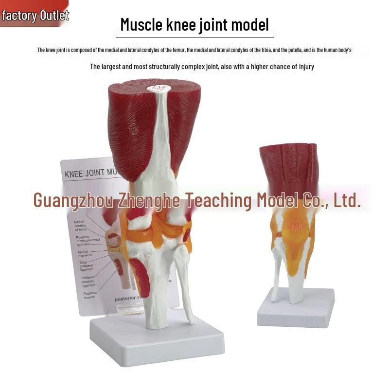 Human Joint & Muscle Model: Humeroulnar, Hip, Shoulder (Acromioclavicular, Acromion), Knee Joint Anatomy Structure.