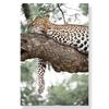 Jungle Landscape Canvas Poster Animal Leopard Elephant Print Painting Palm Leaves Forest River Bridge Nordic Picture Decoration