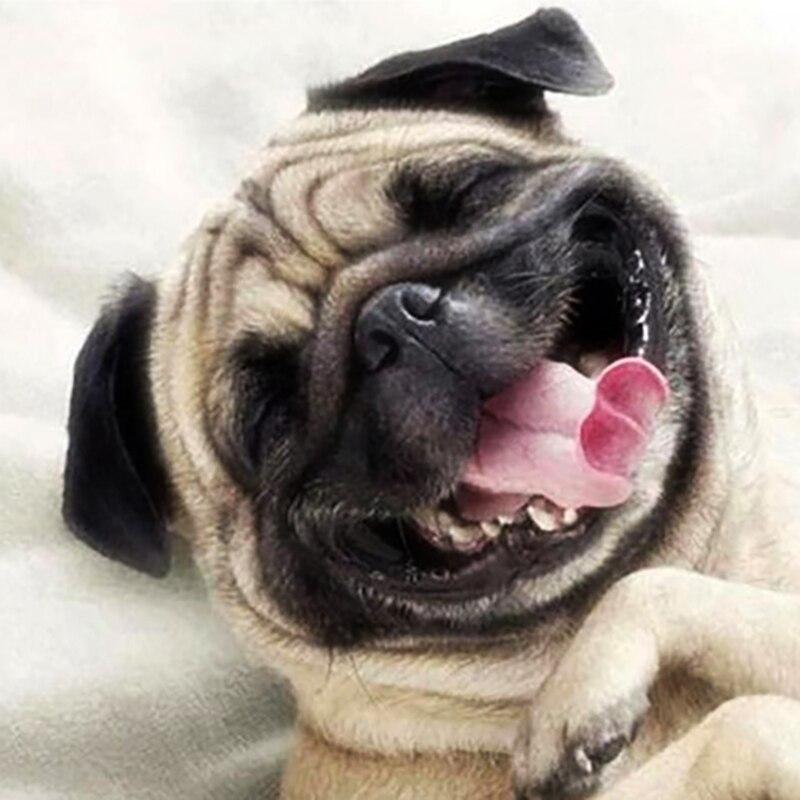 5D DIY Diamond Painting Dog Diamond Embroidery Animal Scenery Cross Stitch Full Round Drill Home Decor Manual Art Gift