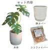 Rilmy Fake Green Tabletop Plants Monstera Artificial Flowers Artificial Plants Interior Stylish Interior Green Mini Fake 36cm Height with Pot Cover