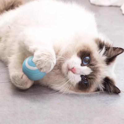 Katten – Speelgoed voor katten