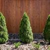Soil for Conifers 50L Substrate for Thuja Spruces