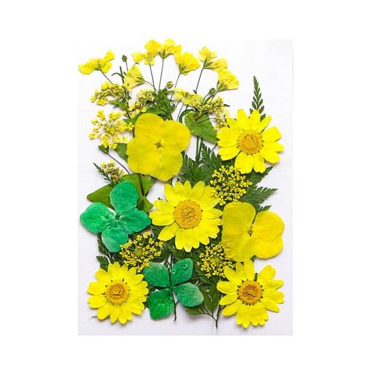 1 Set Dried Pressed Flowers Kit Colorful Natural Flowers DIY