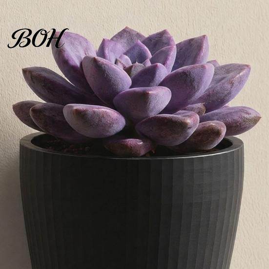 Space-saving Wall Decor 3D Printed Planter, Hanging Indoor Flower Pot for Green Plant Display Succulents, Minimalist Black Holder Home Office Creative