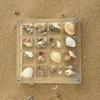 16-Grid Acrylic Seashell Display Box with Magnets Durable Starfishs Trinket Storage Case for Bead Nail Jewelry Chic Gife