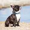 Personalized  PU Leather Dog Collar Soft Padded Pet Dog Collars Engraved Name Paw Durable Necklace for Small Medium Large Dogs