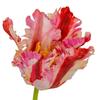 Hill Interiors Parrot Tulip Artificial Flower
