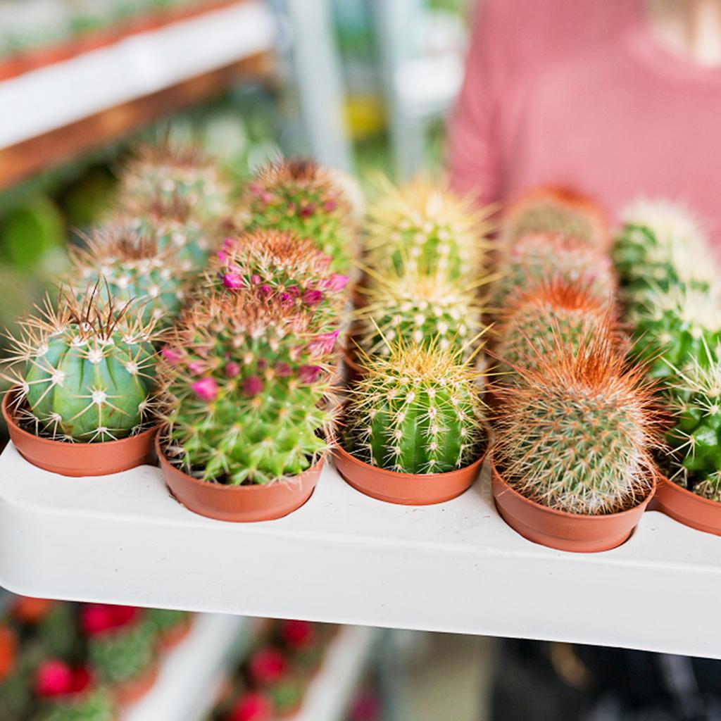 100Pcs Plastic Flower Pots 2.1In Mini Plastic Plant Pot Small Flower Pots Round Plant Nursery Pots With Drainage Holes For Seeds