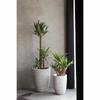 Planter Capi Europe Ivory Plastic 34 X 34 X 36 Cm