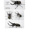 Original Capsule Toys Creature Encyclopedia: Beetles 10 Movable Joints Insects Miniature Model Assembly Collection Gacha Figures