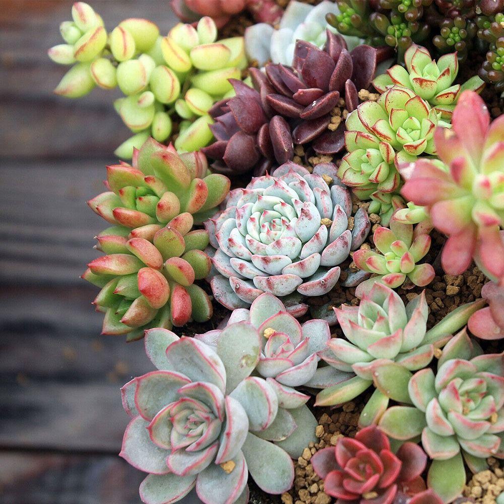 

26 Вт 13 Вт Черепаха Кальций UV UVB Лампа для растений Винтовая лампа для домашних животных Лампа для рептилий Задняя лампа Кальциевая дополнительная лампа