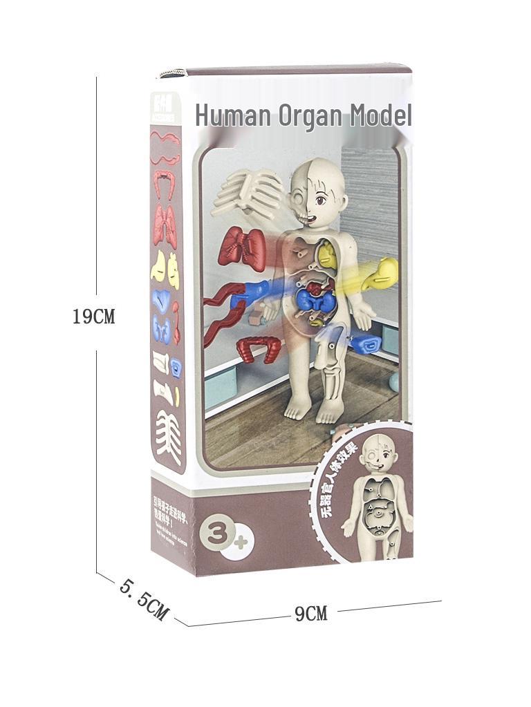 DIY Human Organ Structure Model for Children's Science Education