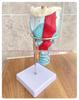 Anatomical Human Throat Model: Throat Muscles, Laryngeal Cartilage, Cavity, Vessels, and Thyroid Gland for Otolaryngology.