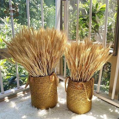 100 Stück Natürliche Getrocknete Weizenhalme Trockene Weizenspitzen für Dekoration Strauß Boho Zuhause Tische Hochzeitsfeier Kamin Dekoration