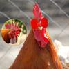 11/11/11/11PcsBoltfreeChicken GlassesNeedlefree Antipecking Glasses Chicken Farm Chicken Goggles Farm Antipecking Breeding Tools
