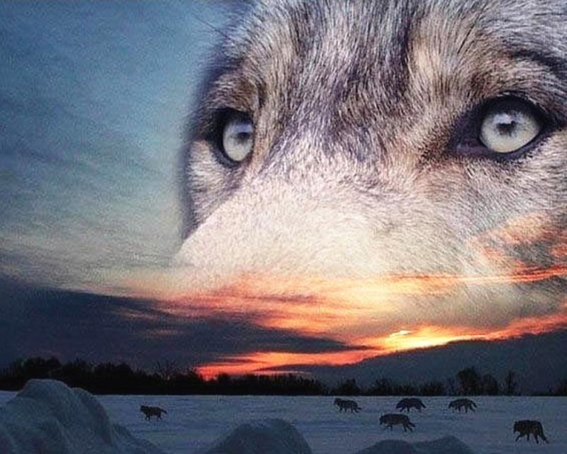 5D DIY Diamond Painting Animal Wolf Full Square/Round Diamond Embroidery Cross Stitch Mosaic Handmade Gift