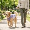 Quick-drying Dog Sun Protection Vest Ice Feeling Fabric Pet Sunscreen Clothes  Pet Cats
