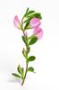 50 Seeds of Spiny Restharrow (Ononis Spinosa)