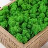 D5 Preserved Decorative Moss Natural For Home Decorations Model Making Fake Moss Background Wall Immortal Simulated Green Plants