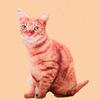 Cat Simulation 3d Plush Stuffed Toy Animal Doll Room Decoration Gift Birthday