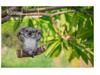 Resin Tree Hanging Animal Crafts: Koala Climbing, Panda on Swing