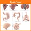 Human Organs Pvc Model Set Montessori Teaching Toy For Kids Learning Science