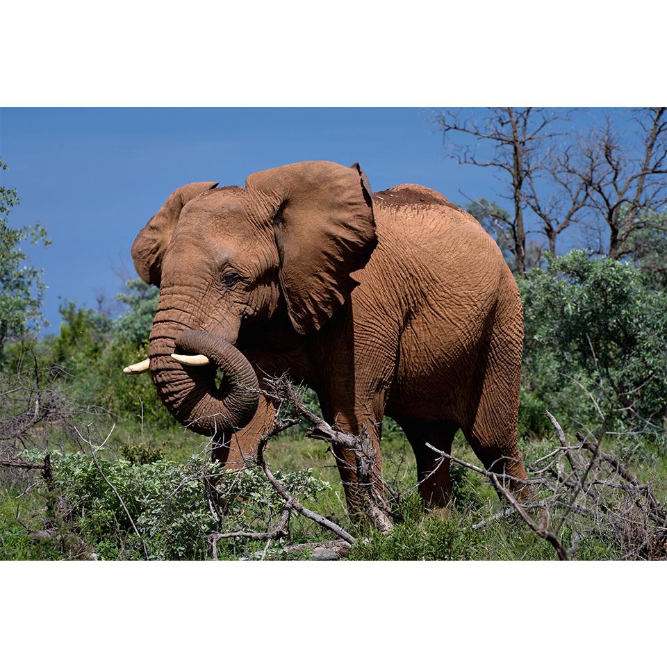 5D-Diamantgemälde zum Selbermachen, Tier-Strass-Bilder, Kreuzstich-Set, voller Diamant-Stickerei, Elefant, Mosaik, Geschenk, Heimdekoration