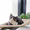 Large Window Bed For Cat Hammock Window Bed Up To 20 Kg 55X35 Cm