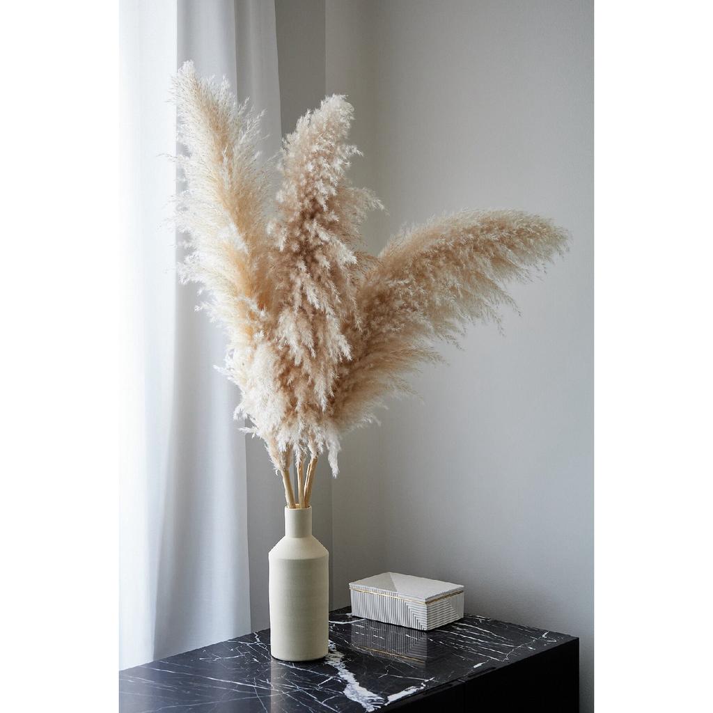 Importierte Pampas, fusselfrei, flauschig, 5 Zweige