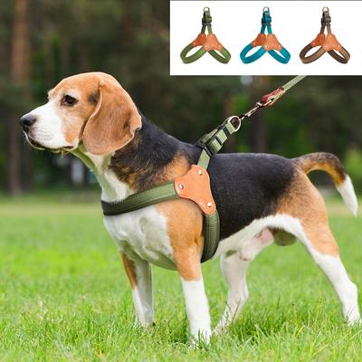 Cani – Collari e guinzagli per cani